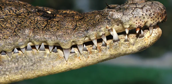 Crocodilo, jacaré — Fotografia de Stock