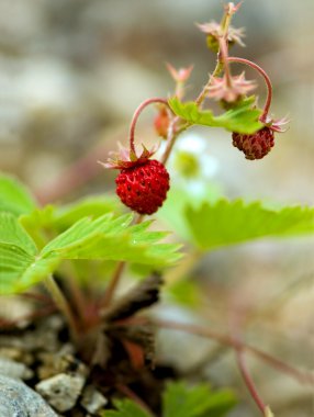 Flora.