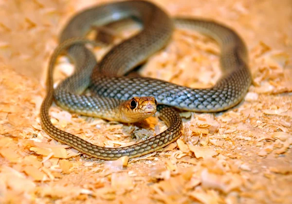 stock image Snake