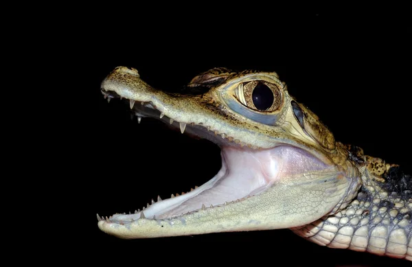 Krokodýl, aligátor — Stock fotografie