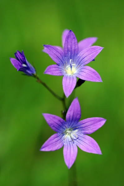 Flora. — Fotografia de Stock