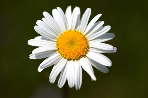 stock image Flora