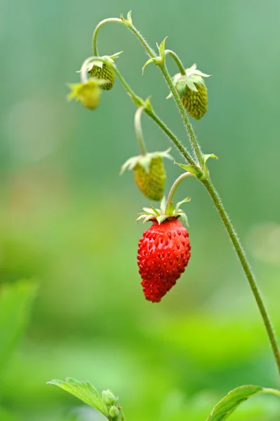 stock image Flora