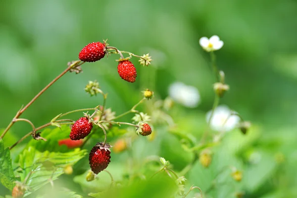 Stock image Flora