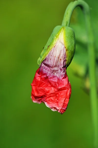 stock image Flora