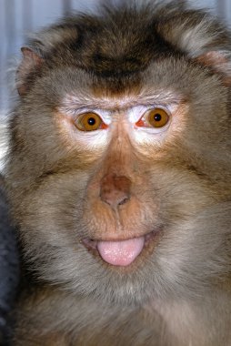 Monkey clipart