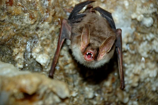 Morcego. — Fotografia de Stock