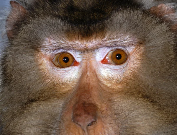 stock image Monkey