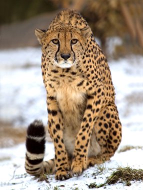 Cheetah clipart