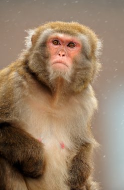 Monkey clipart