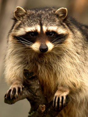 Raccoon clipart