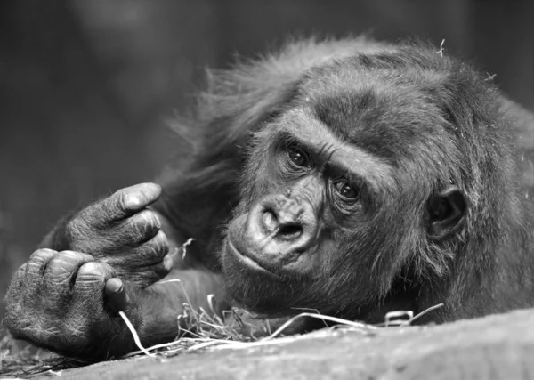 Gorila — Stock Photo, Image