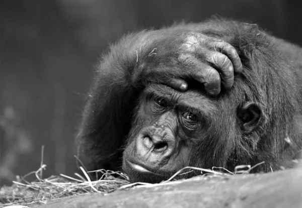 Gorila — Foto Stock