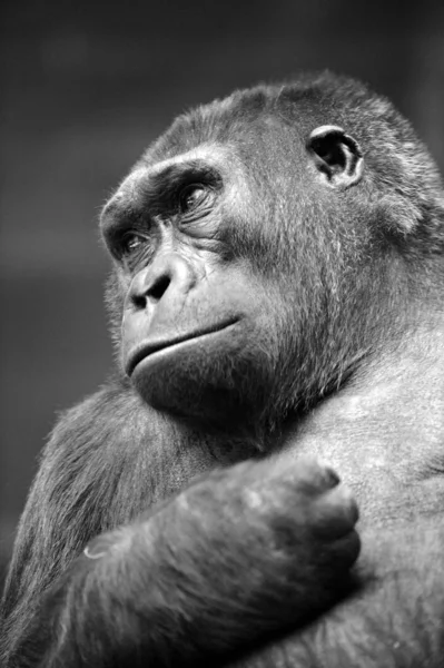 Gorila — Foto Stock