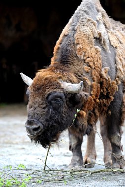 Bison clipart