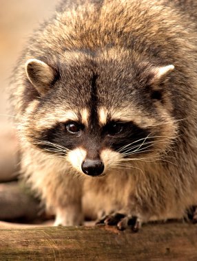 Raccoon clipart