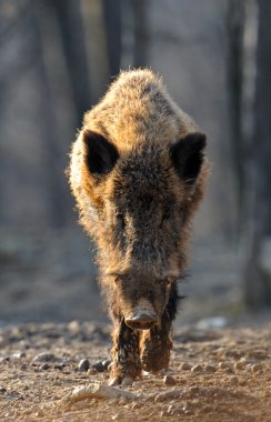 Wild boar clipart