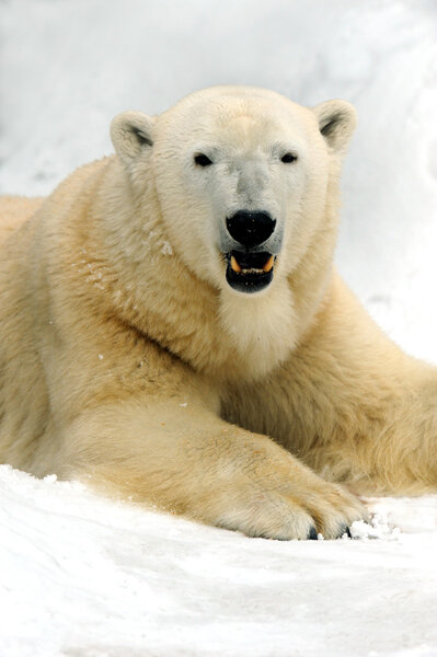 Polar bear