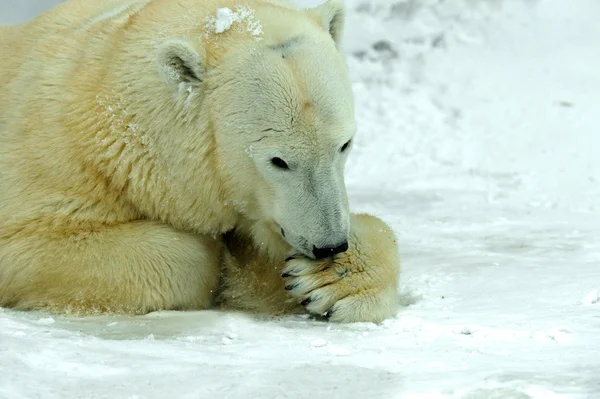 Isbjörn — Stockfoto
