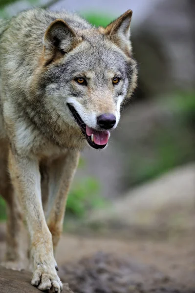 Wolf — Stock Photo, Image