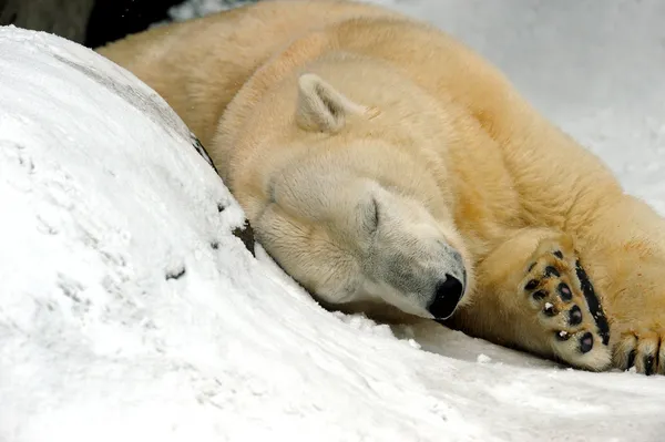 Kutup ayısı Stok Resim