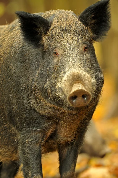 Cerdo —  Fotos de Stock