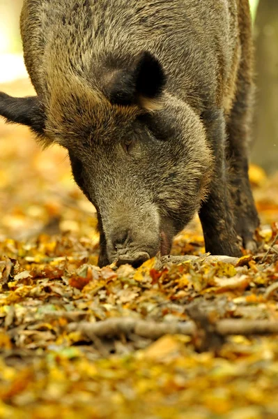 Schwein — Stockfoto