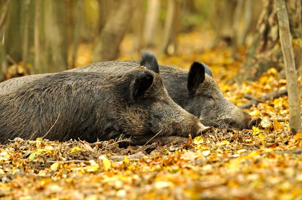 돼지 — 스톡 사진