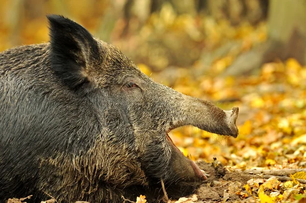 Porc — Fotografie, imagine de stoc