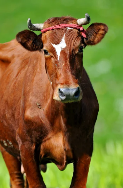 Kráva — Stock fotografie