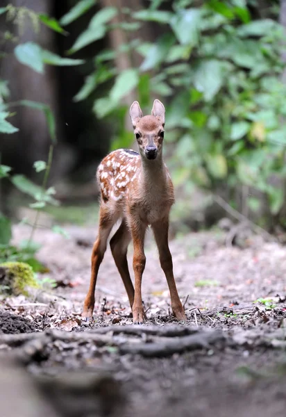 stock image Deer