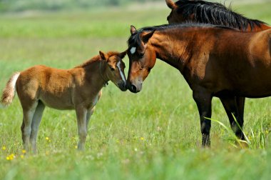 Horse clipart