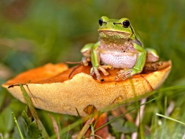 Toad clipart