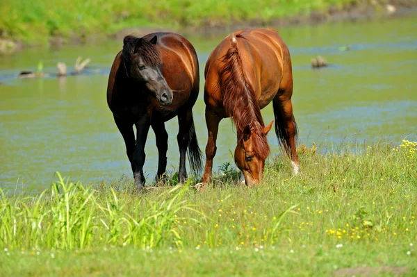 stock image Horse