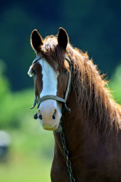 Horse — Stock Photo, Image