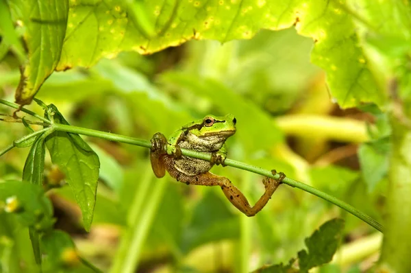 stock image Toad