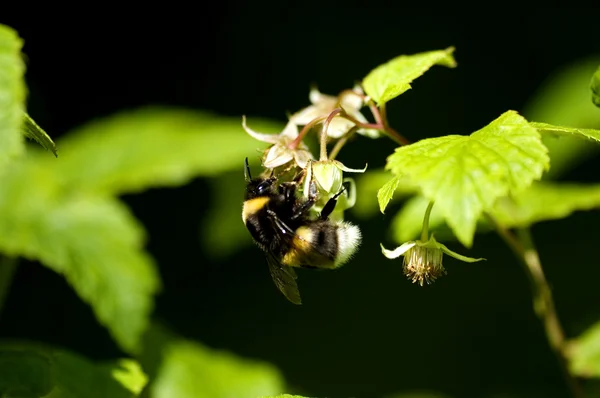 Stock image Insects