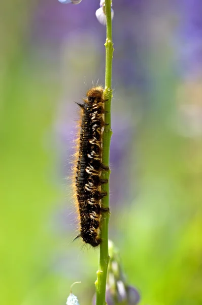 stock image Insects