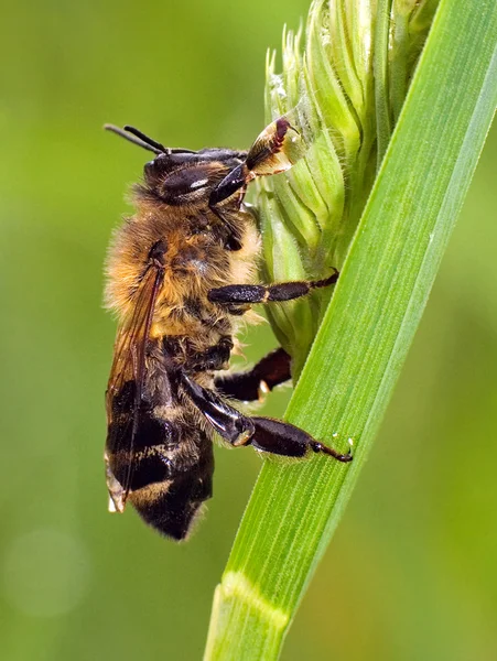 stock image Insects