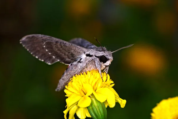 stock image Insects