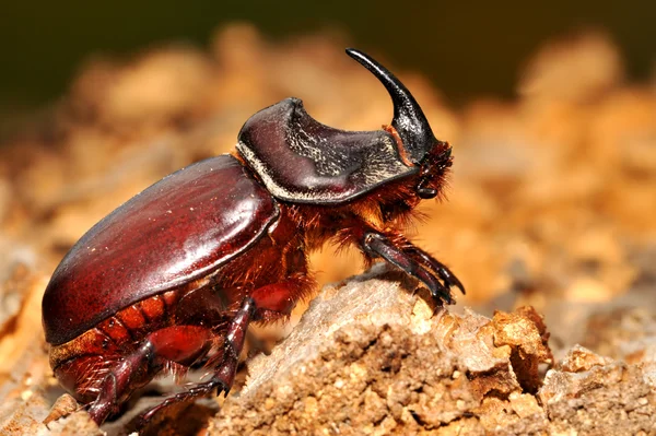 Stock image Insects