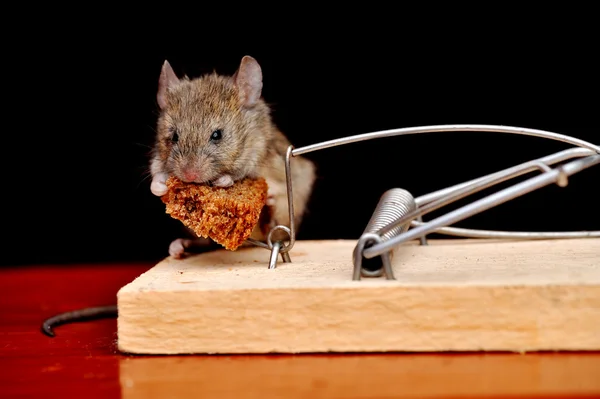 생쥐 — 스톡 사진