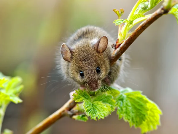 생쥐 — 스톡 사진