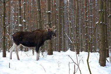 Elk