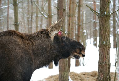 Elk