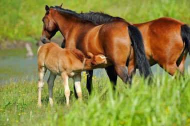 Horse, clipart