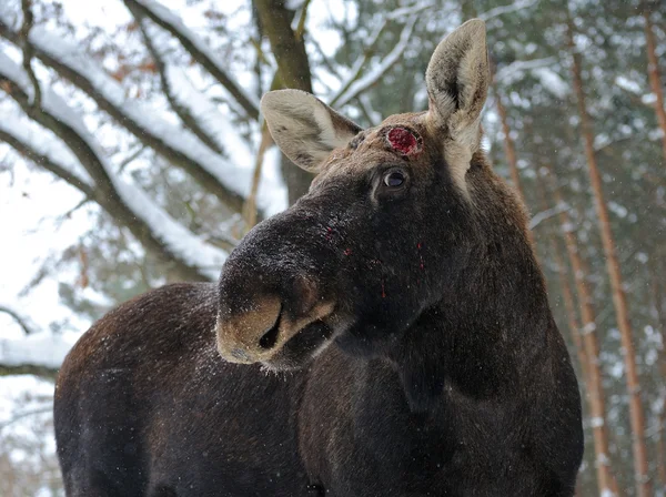 Elk — Stok fotoğraf