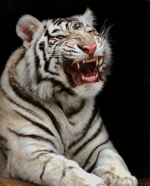 stock image Tiger