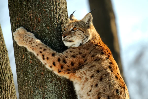 Stock image Lynx