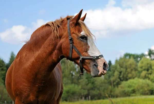 Кінь , — стокове фото